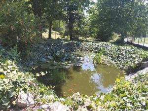 einen Teich in einem Garten mit Blumen und Pflanzen in der Unterkunft Erdő szélén Házikó Gyenesdiás in Gyenesdiás