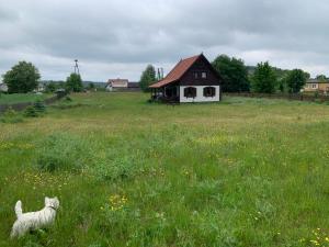 un perro parado en un campo con una casa en Domek całoroczny na Kaszubach "Kołowrót", en Dziemiany