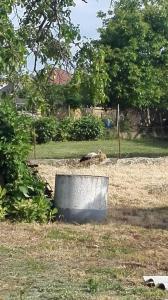 Fotografia z galérie ubytovania Kupai Apartman v Tiszaújvárosi