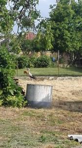 Fotografia z galérie ubytovania Kupai Apartman v Tiszaújvárosi
