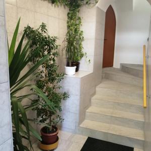 un couloir avec des plantes en pot sur le mur dans l'établissement Apartmani Marijan, à Crikvenica