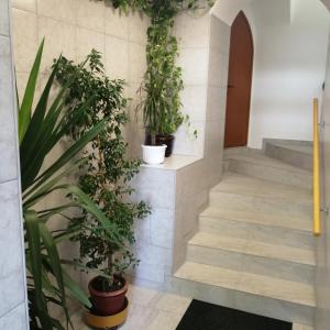 a hallway with potted plants on the wall at Apartmani Marijan in Crikvenica