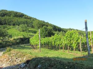Foto dalla galleria di Arkade turizem a Črniče