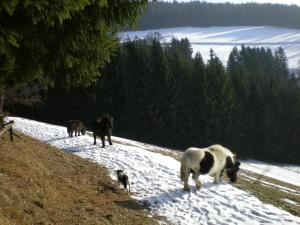 Zvieratá na farme alebo blízkom okolí