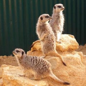 un groupe de meerkats assis sur un rocher dans l'établissement Centre Algarve, à Moncarapacho