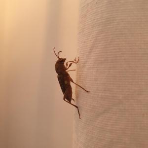 a bug sitting on the side of a wall at Σγουρής (Sgouris) in Lefkímmi