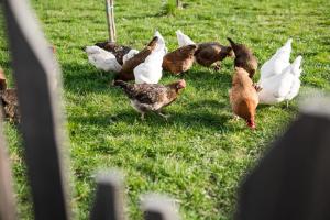 ラーナにあるVettererhofの草の中に立つ鶏の群れ