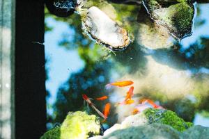 a group of gold fishes in an aquarium at Guesthouse toco in Tokyo