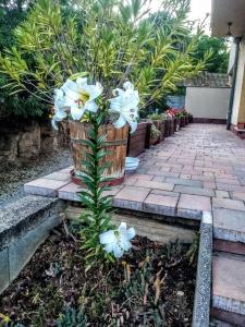 Aqua Apartman في ريففولوب: نبات بالورود البيضاء في حديقة