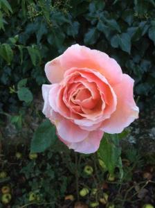 Φωτογραφία από το άλμπουμ του Billerwell B&B σε Hawick