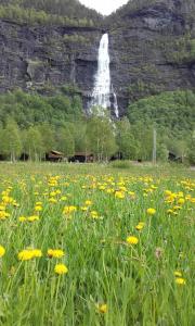 un campo de flores amarillas frente a una cascada en Vassbakken Kro og Camping en Skjolden