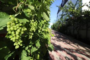 ゴルビツカヤにあるHouse Letoの壁掛けの緑ブドウ