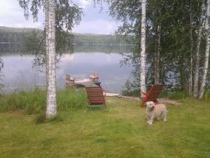 ein Hund steht neben zwei Stühlen und einem See in der Unterkunft Holiday Home Siimaranta by Interhome in Vehmersalmi