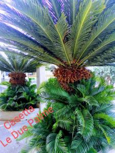 un gruppo di palme in un giardino di Casetta "Le Due Palme" a Castellammare del Golfo