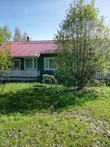 a giraffe standing in front of a house at Ounasvaara Sport Cottages in Rovaniemi