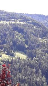 an aerial view of a forest of trees at Haus Martina in Sand in Taufers