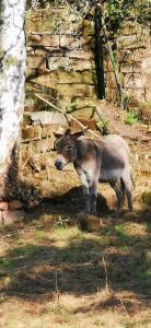 a goat standing in front of a stone wall at Pension Kroppental in Naumburg