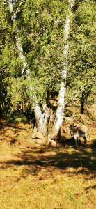 薩勒河畔瑙姆堡的住宿－Pension Kroppental，一只鹿站在田野的树下