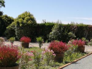 A l'Orée Des Vignes في Montady: حديقة بها زهور ملونة في نباتات الفخار