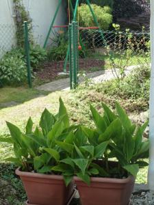 Zahrada ubytování Garteneckchen