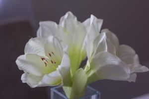 a white flower in a clear glass vase at Downtown Apartments Pula in Pula