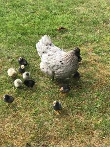 a chicken is standing in the grass with chicks at Manoir de la Marjolaine in Cabourg