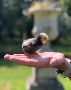 a small bird sitting on a persons hand at Manoir de la Marjolaine in Cabourg