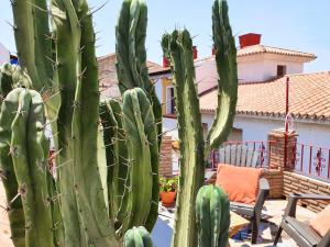 un grupo de cactus delante de una casa en La Casita Cactus en Vélez
