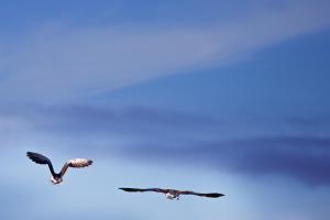 Φωτογραφία από το άλμπουμ του Hotel Frøya σε Sistranda +56 φωτογραφίες