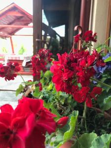 Φωτογραφία από το άλμπουμ του Pensiunea Minodora σε Polovragi