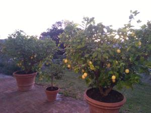 A garden outside La Casa Dei Nonni