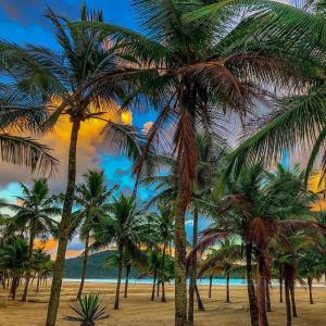 a group of palm trees on a beach at apto frente praia pé na areia 2dorm wifi elevador Smart tv praia grande aviação - leia fotos in Praia Grande +15 photos