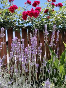 a bunch of flowers in front of a wooden fence at Studio Eleni in Néa Agathoúpolis +116 photos