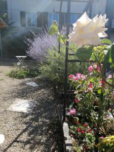 a garden with a white rose and some flowers at Gîte Pierre et Marie in Mellecey