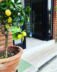 a potted lemon tree in a pot in front of a door at Caffè Martini in Arsiero