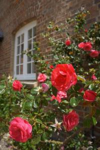 a bush of red roses in front of a window at The Old Mill Bed and Breakfast in Bere Regis