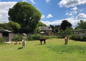 Animals at the bed & breakfast or nearby 