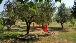 two red chairs sitting next to a tree at Apartments Vera Barbariga in Barbariga