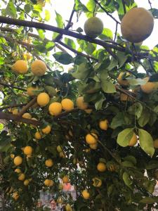 Une bande d'oranges poussant sur un arbre dans l'établissement Casa Mia, à Néfiach