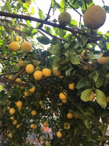 um monte de laranjas crescendo em uma árvore em Casa Mia em Néfiach