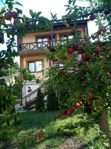 ソチにあるCountry House on Matsestaの家の前のリンゴの木