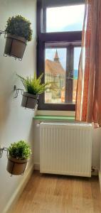 una stanza con tre piante in vaso e una finestra di Casa Crown a Braşov