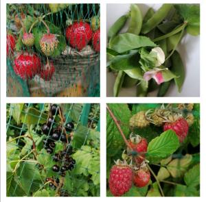 four pictures of strawberries and berries on a plant at No 12 B&B in Dungarvan