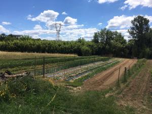 Zahrada ubytování Agriturismo La Casina nel Vigneto
