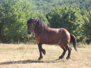Zvieratá na farme alebo blízkom okolí