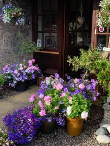 
a garden filled with lots of flowers and plants at The Old Station Guest House in St. Andrews
