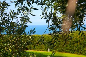 a tree branch with leaves with a field in the background at Casale del Mare in Castiglioncello