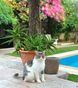 
Pet or pets staying with guests at Alacati Zeytin Konak Hotel
