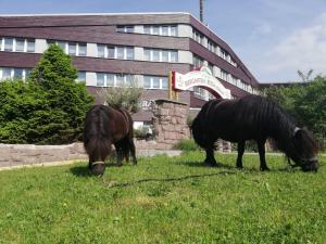 Zvířata v hotelu nebo okolí