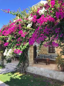 Alacati Zeytin Konak Hotelにある庭